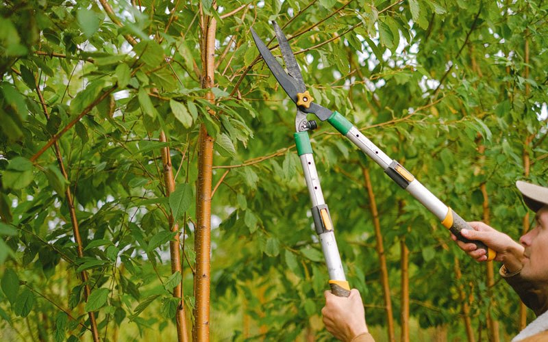 Tree trimming in Newcomerstown, OH